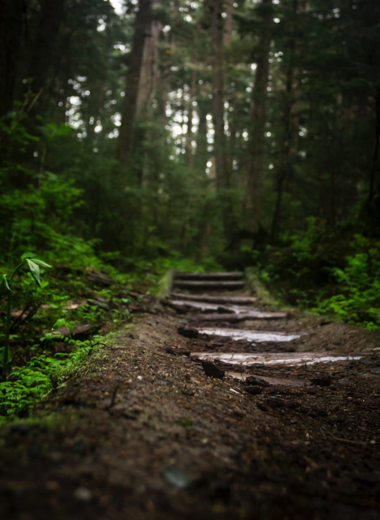 Picture of pathway in forest